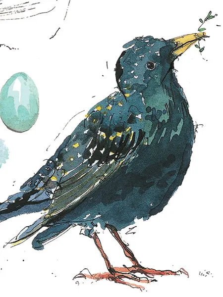 Blue Tit and Starling Sketchbook